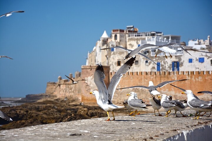 Essaouira fishing port and blue boats on day trip from Marrakech
