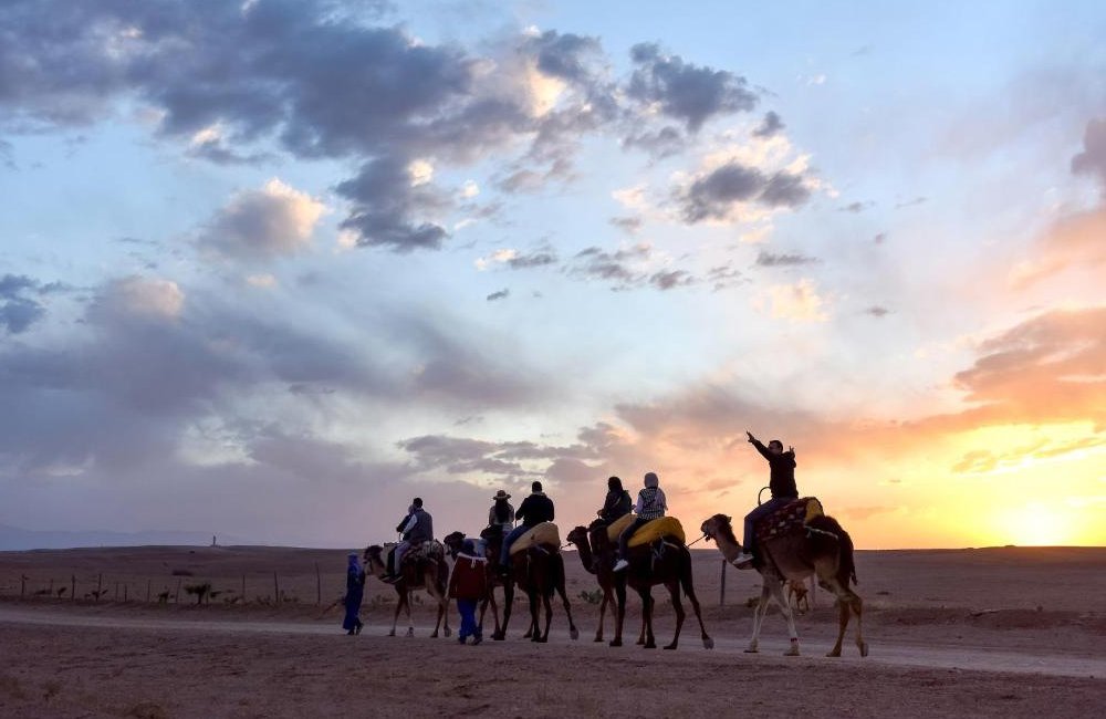 Camel at sunset Agafay
