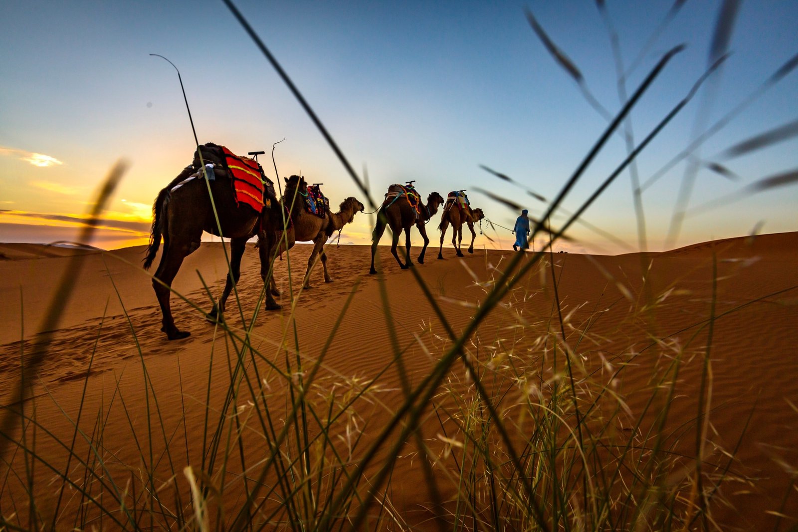 Camel ride Sahara desert