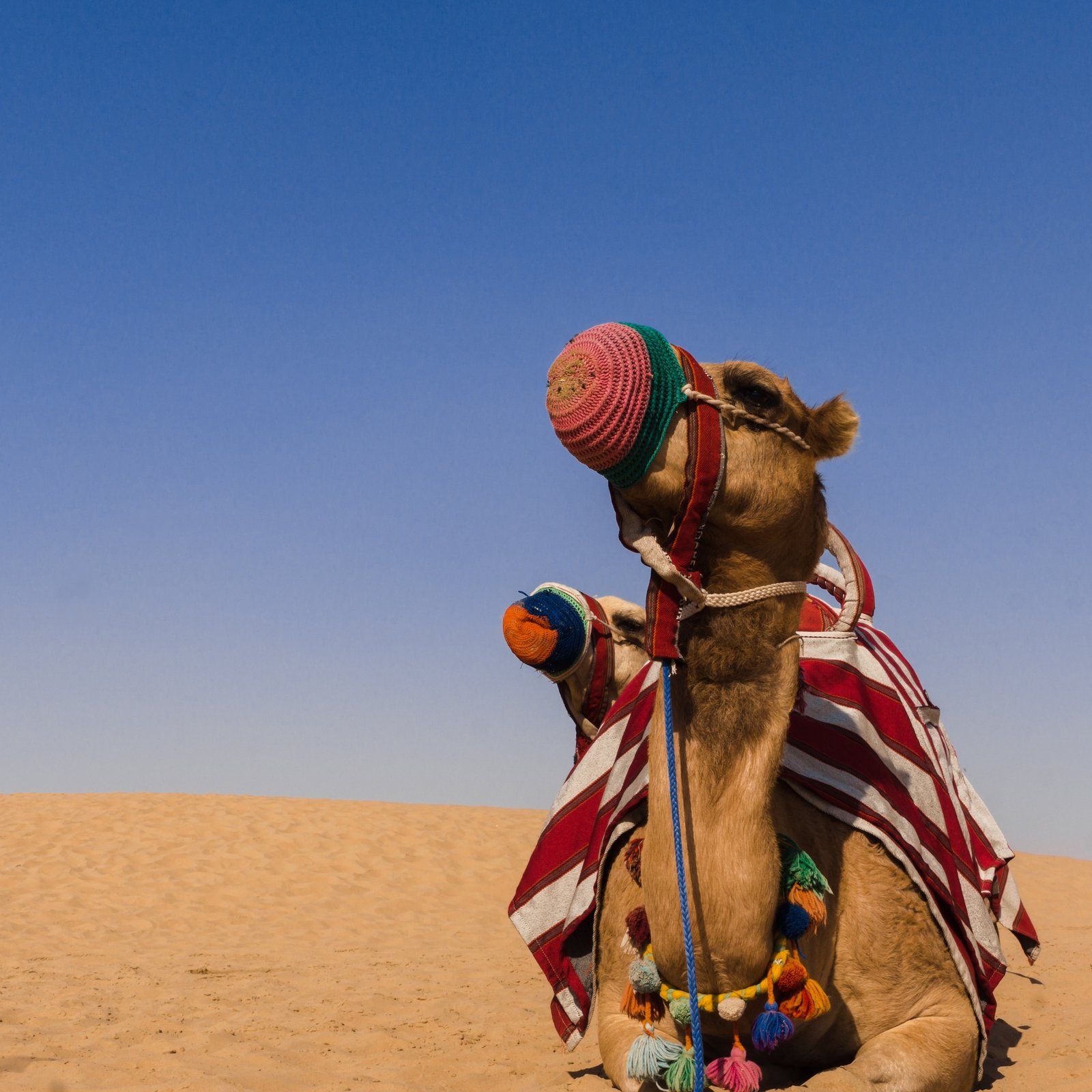 Nomadique Aventure Morocco desert camel experience